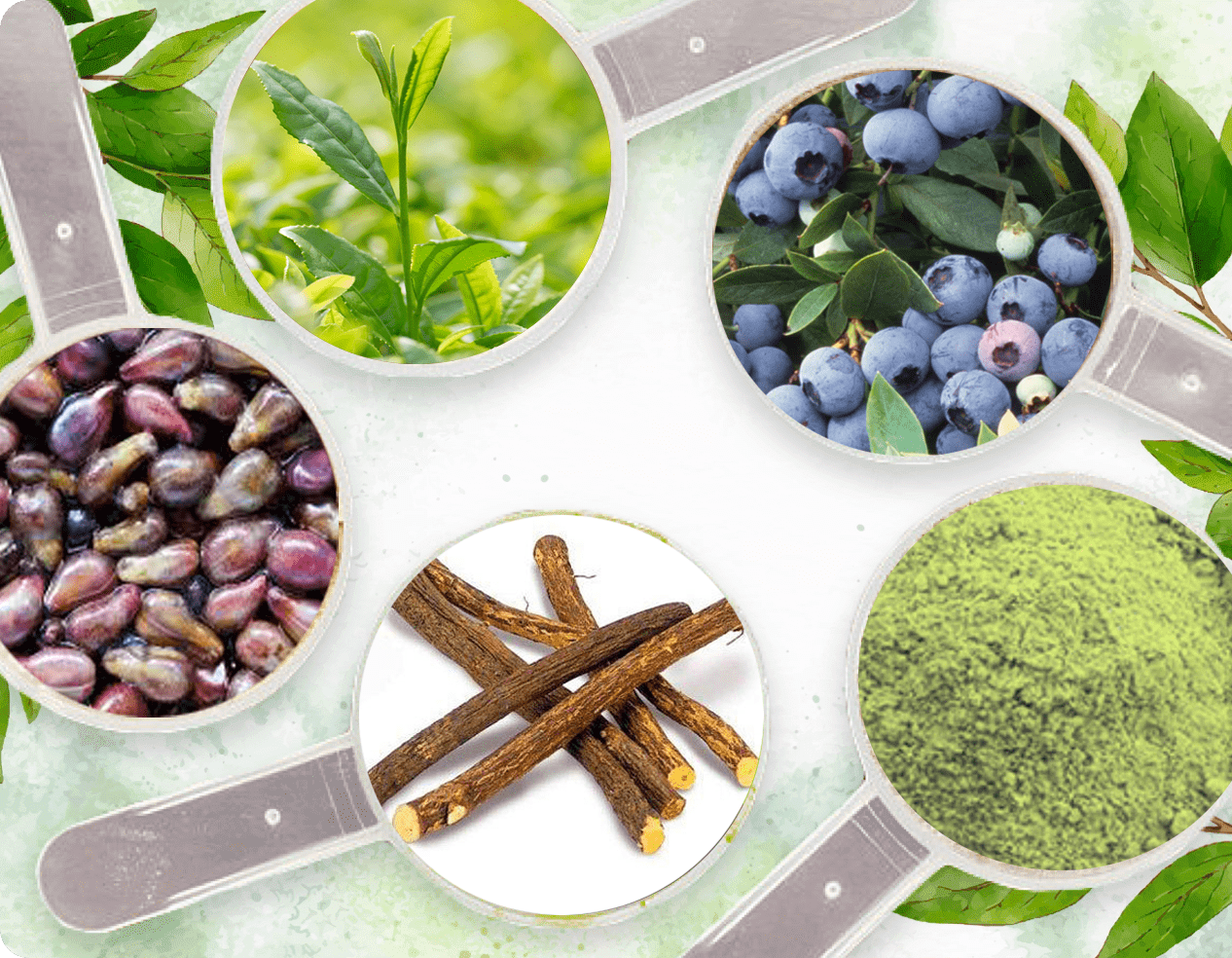 Spoons holding green tea leaves, blueberries, grape seeds, licorice root and matcha powder &mdash; botanicals of the type used in Neuro Serge.