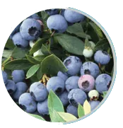 Bilberries