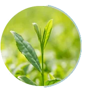 Green tea leaves