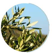 Olive leaves